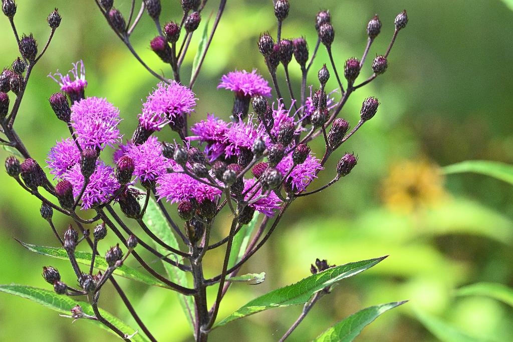2025-08039842 Tower Hill Botanic Garden, MA.JPG - Ironweed. New England Botanic Garden at Tower Hill, MA, 8-3-2025